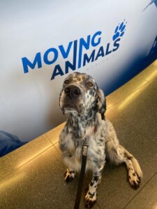 Duca, English Setter, from Zurich, Switzerland to Chicago, USA