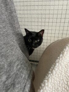 Nerino, DSH, from Meierskappel, Switzerland to Barcelona, Spain