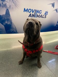 Zelda, Shar-Pei, from Santiago de Chile, Chile to Zurich, Switzerland
