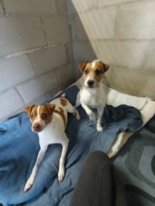 Bello, Svensk Dansk Gardshound and Donna, Parson Russell Terrier, from Knysna, South Africa to Rieden, Switzerland