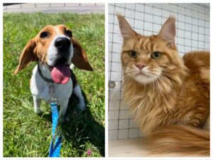 Benji, Beagle, and Georgie, Maine Coon, from Riehen, Switzerland to Pretoria, South Africa