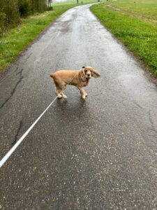 Chiquita, Cocker Spaniel, from Dubai, UAE to Basel, Switzerland