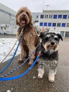 Chocolate and Fluffy, from Johannesburg, South Africa to Zurich, Switzerland - importing dogs from South Africa into Switzerland - rabies risk entry