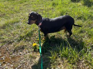 Cleo, Dachshound, from Zug, Switzerland to Johannesburg, South Africa