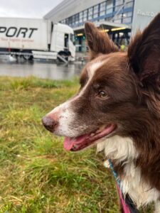 Coco, Border Collie, from Cape Town, South Africa to Zurich, Switzerland