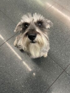 Elsa, Schnauzer, from Dublin, Ireland to Zurich, Switzerland - dog travel to Switzerland