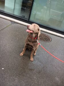 Enzo, Labrador, from Denver CO, USA to Zug, Switzerland