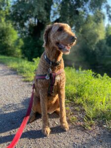 Ginger, Goldendoodle, from Basel, Switzerland to New York, NY, USA