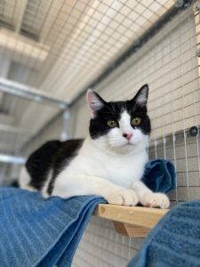 Harley, from Zurich, Switzerland via Singapore to Melbourne, Australia