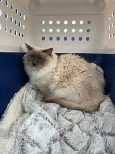 Holmes, Ragdoll, from Zurich, Switzerland to Melbourne, Australia