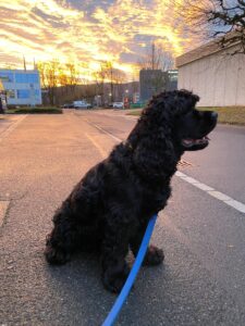 Hugo, American Cocker Spaniel, from Founex, Switzerland back to Dubai, UAE