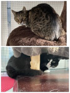 Ike and Max, both Domestic Shorthair, traveling from Oxford, CT, USA to Basel, Switzerland - importing cats to Switzerland