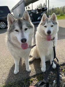 June and Willow, both Siberian Huskies, from Zurich, Switzerland to Vancouver, BC. Canada