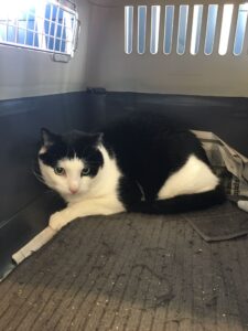 Kobe, from Dublin, Ireland to Zurich, Switzerland