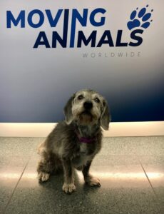 Layla, Beagle mix, from Zurich, Switzerland to Chicago, IL, Switzerland on Swiss WorldCargo
