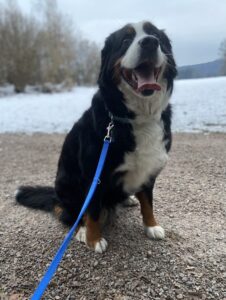 Luna, Bernese Mountain Dog, from Grilly, France to Brisbane, Australia - France Transport Animalier