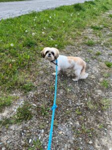 Luna, Shih Tzu, from Sao Paulo, Brazil to Vevey, Switzerland