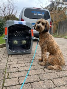 Maddie, Aussiedoodle, from Atlanta, GA, USA to Pully, Switzerland