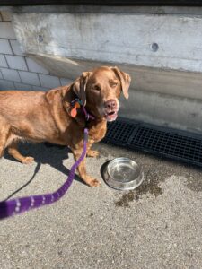 Maggie, Labrador, from Buffalo NY, USA via Toronto, Canada to to Le-Mont-sur-Lausanne, Switzerland