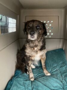 Maisie, Australian Cattle Dog Mix, from Philadelphia, PA, USA to Zurich, Switzerland - dog in Vari Kennel #700