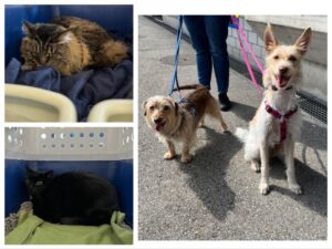 May, Charlie Brown, Princess Saffy and Tinks, from Eysins VD to Johannesburg, South Africa