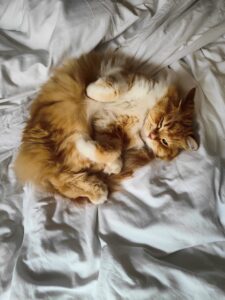 MeshMesha, from Willerzell, Switzerland to Nairobi, Kenya