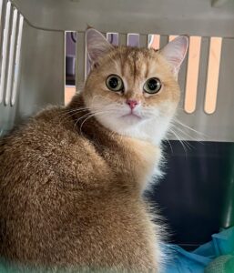 Mia, from Kuala Lumpur, Malaysia via Singapore to Zurich, Switzerland - British Shorthair cat