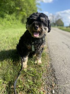 Monkey, Cavoodle, from Rankweil, Austria to Melbourne, Australia