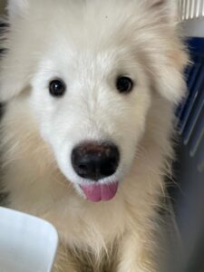 Nazan, Samoyed puppy, from Moscow, Russia to Zurich, Switzerland - correct and legal puppy transport