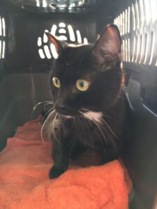 Nerino, Domestic Shorthair, from Kuala Lumpur, Malaysia to Rotkreuz, Switzerland