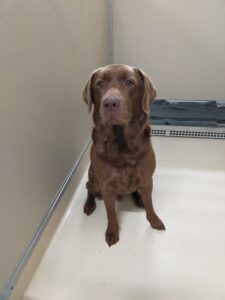 Oli, Labrador, Dumbéa, New Caledonia to Oakville, ON, Canada - corporate pet relocation for relocation companies