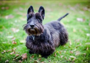 Ollie, Scottish Terrier, from Basel, Switzerland to Toronto, ON, Canada