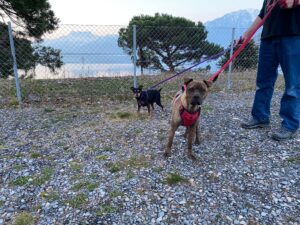 Ollie, SharPei Mix and Minnie, Pinscher, from Montreux, Switzerland to Chicago, IL, USA