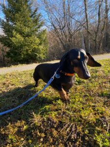 Ollie, Dachshound, traveling from Zurich, Switzerland via Vancouver, BC, Canada to Edmonton, AB, Canada
