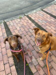 Perlita and Dulce, from Medellin, Colombia to Hünenberg, Switzerland