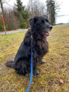 Pippa, Shepherd Mix, from Oberkirch, Switzerland to Athen, Greece