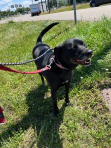 Rose, Labrador Mix, from Zurich, Switzerland to Washington D.C, USA