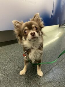 Roxy, Chihuahua, from Nussbaumen, Switzerland to Perth, Australia