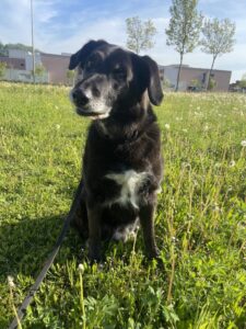 Russell, Labrador Mix, from Moscow, Russia to Vevey, Switzerland