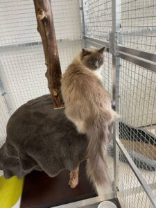 Selma, Sacred Birma, from Kilchberg, Switzerland to Dubai, UAE