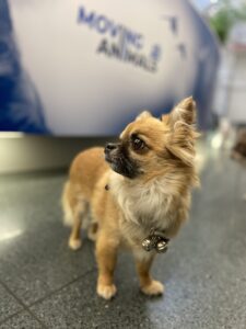 Sidney, Chihuahua, from Nussbaumen Switzerland to Perth Australia - dogs quarantine Melbourne Mickleham