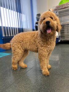 Simba, Australian Cobberdog, from Barcelona, Spain to Zurich, Switzerland - dog travel on Swiss WorldCargo