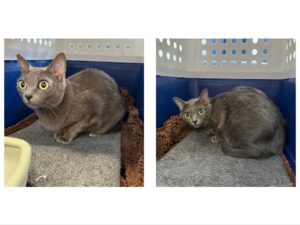 Siri and Tida, both Korat, from Basel, Switzerland to Mexico City, Mexico