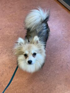 Zoe, Pomsky, from Kilchberg, Switzerland to Dubai, UAE