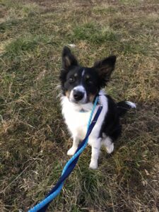 Zoey, Border Collie, from Valencia, Spain to Basel, Switzerland