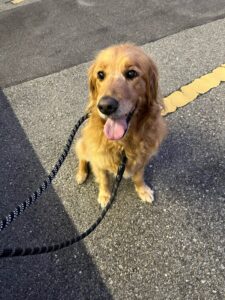 11years old Sadie, Goldendoodle, from Seattle, USA to Langendorf, Switzerland