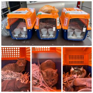 Amandine, Carter and Gaston, from Washington D.C, USA to Chexbres, Switzerland