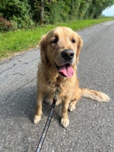 Angus, Golden Retriever, from Zurich, Switzerland to Singapore