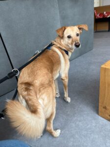 Ari, Mixed Breed, from Zurich, Switzerland to Hong Kong