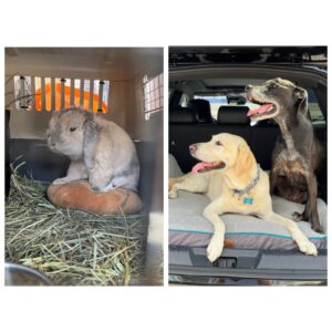 Baby, Holland Lop Rabbit together with Charlie and Pepita, both Labrador Mix, from Miami, USA to Zurich, continue their journey by road to Annecy, France